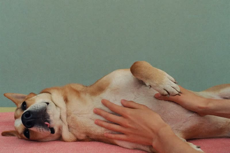 Hands resting gently on the belly of a calm dog lying on a soft towel