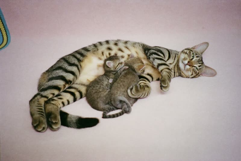 A mother cat nursing two tiny kittens tucked against her belly on a soft blanket