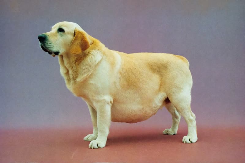A heavily pregnant retriever standing side-on showing a full rounded belly