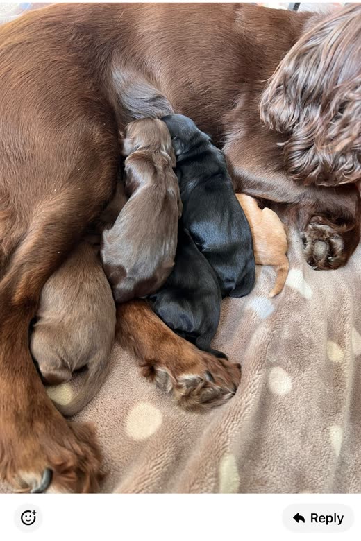 A chocolate cocker spaniel lying on a cream spotted fleece blanket nursing her litter of newborn puppies