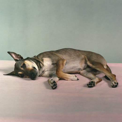 A calm dog lying relaxed on its side on a soft towel, ready for a pregnancy scan