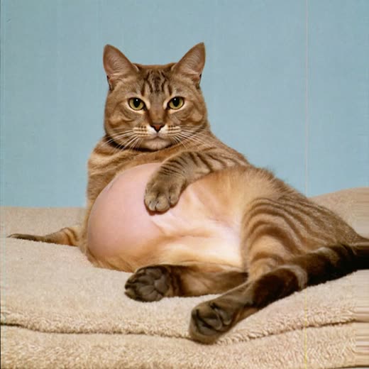 A pregnant cat lying settled on a folded soft blanket