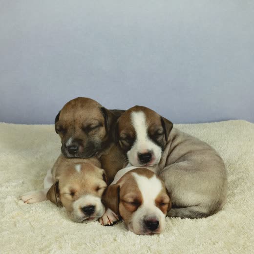 Newborn puppies curled asleep together on a cream fleece blanket