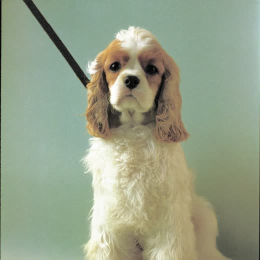 A freshly groomed spaniel sitting upright with a clean brushed coat